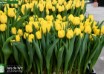 Tulipa Nikon (1)